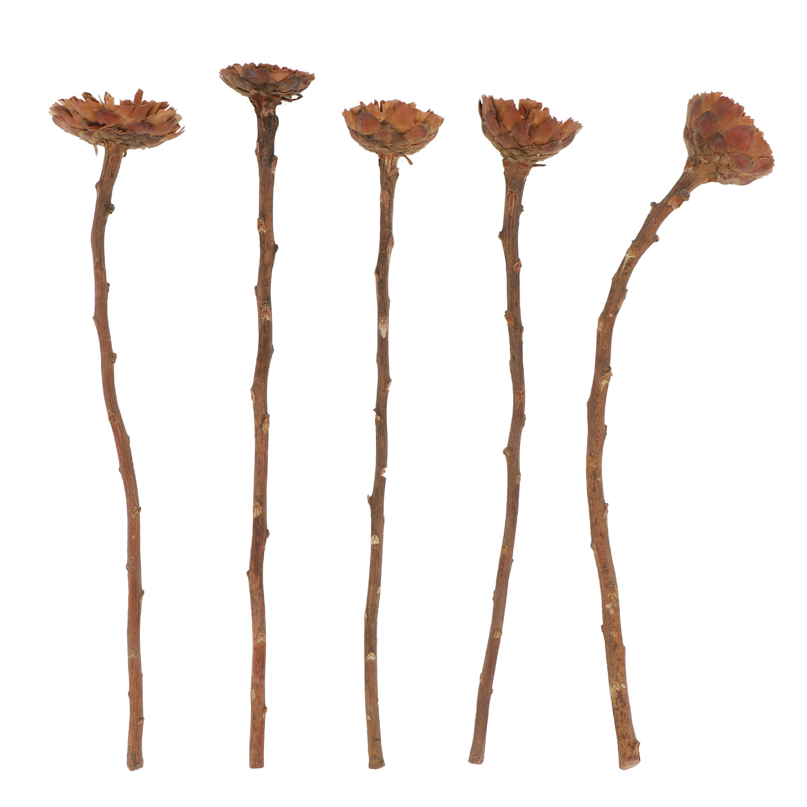5Pcs Imported Dried Sunflower  - Lighting Decor Photos ulasan dan harga
