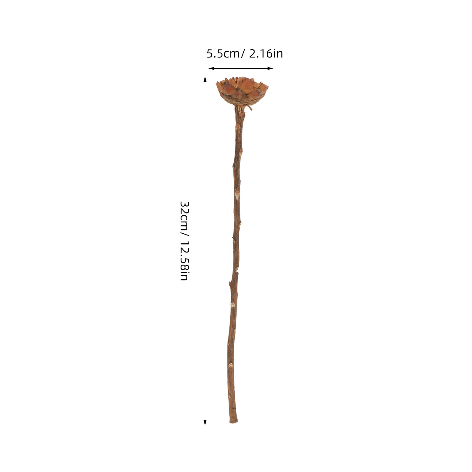 5Pcs Imported Dried Sunflower  - Lighting Decor Photos ulasan dan harga
